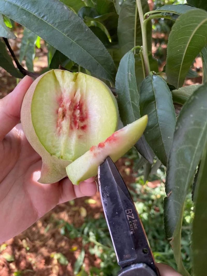 开远特产、鹰嘴蜜桃、甜脆