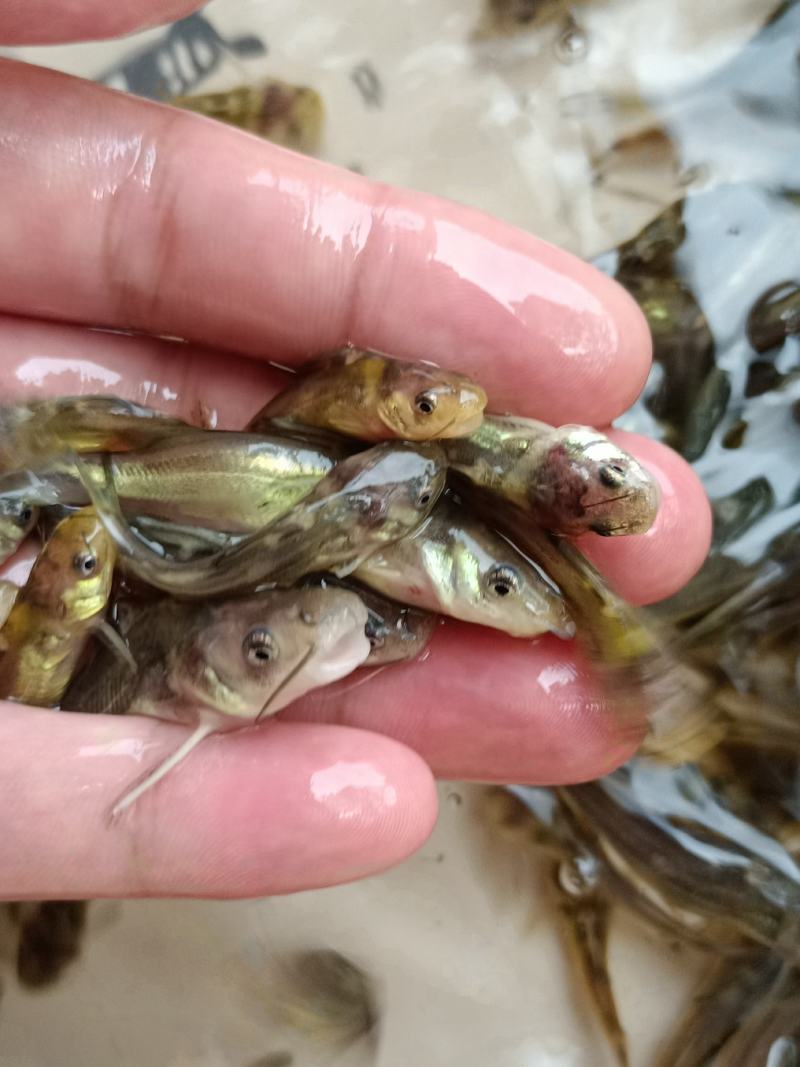 优质杂交黄骨鱼苗，苗场直供保质保量，量大专用水车送到塘口