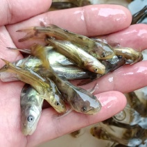 优质杂交黄骨鱼苗，苗场直供保质保量，量大专用水车送到塘口