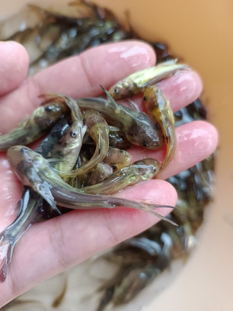 优质杂交黄骨鱼苗，苗场直供保质保量，量大专用水车送到塘口