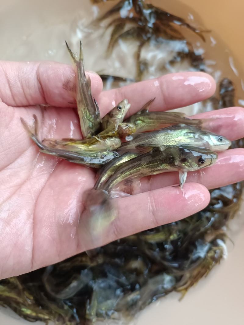 优质杂交黄骨鱼苗，苗场直供保质保量，量大专用水车送到塘口
