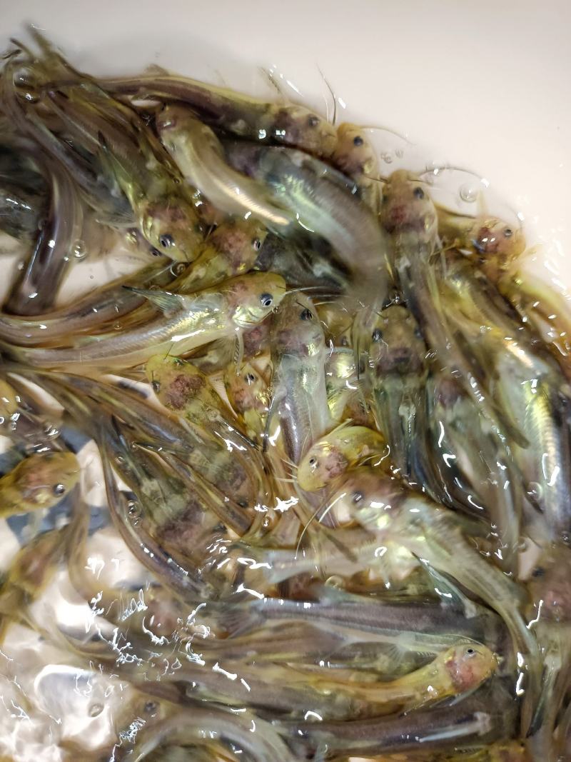 优质杂交黄骨鱼苗，苗场直供保质保量，量大专用水车送到塘口