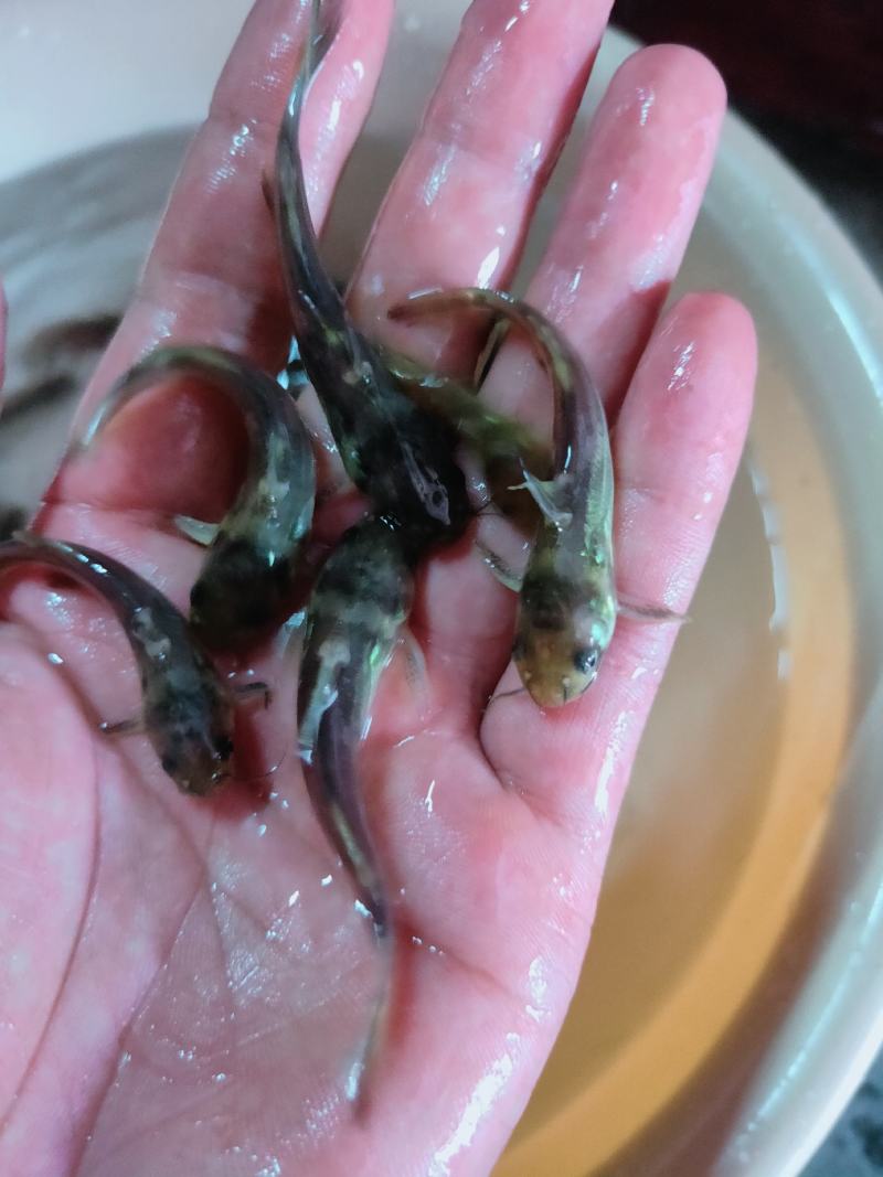 黄骨鱼苗杂交黄骨鱼苗黄颡鱼苗黄辣丁鱼苗大量供应