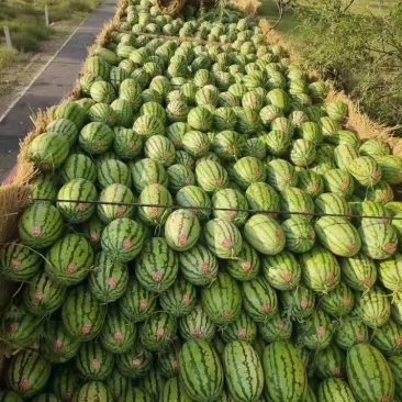 糖度高双红壤薄皮金城西瓜8斤10斤12斤起装