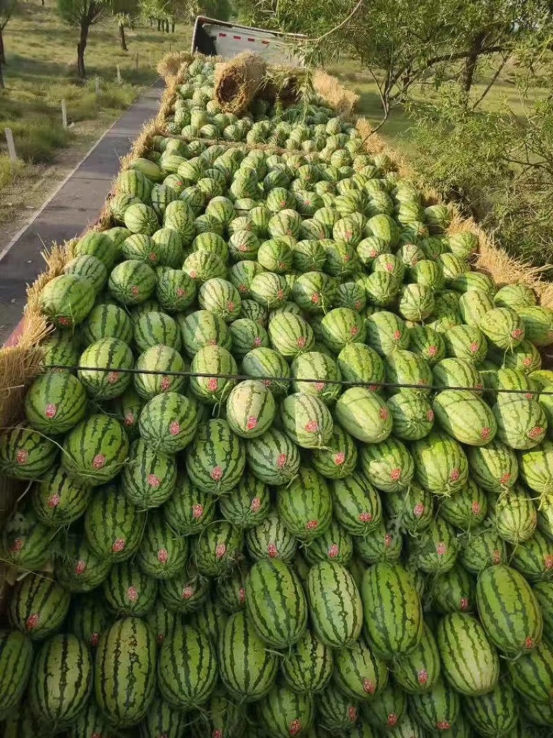 糖度高双红壤薄皮金城西瓜8斤10斤12斤起装