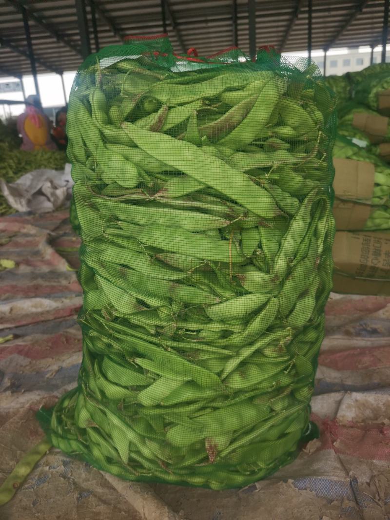 辽宁锦州北镇冷棚油豆一点红，质量杠杠好