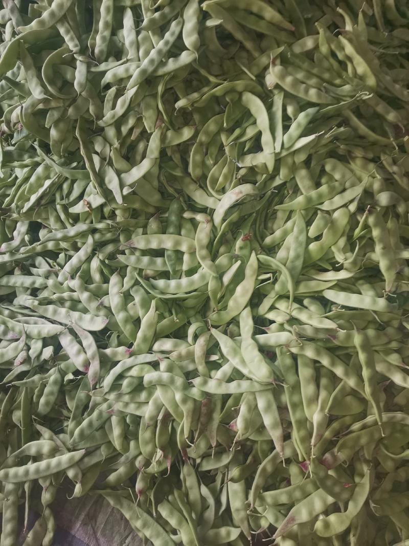 辽宁锦州北镇冷棚油豆一点红，质量杠杠好