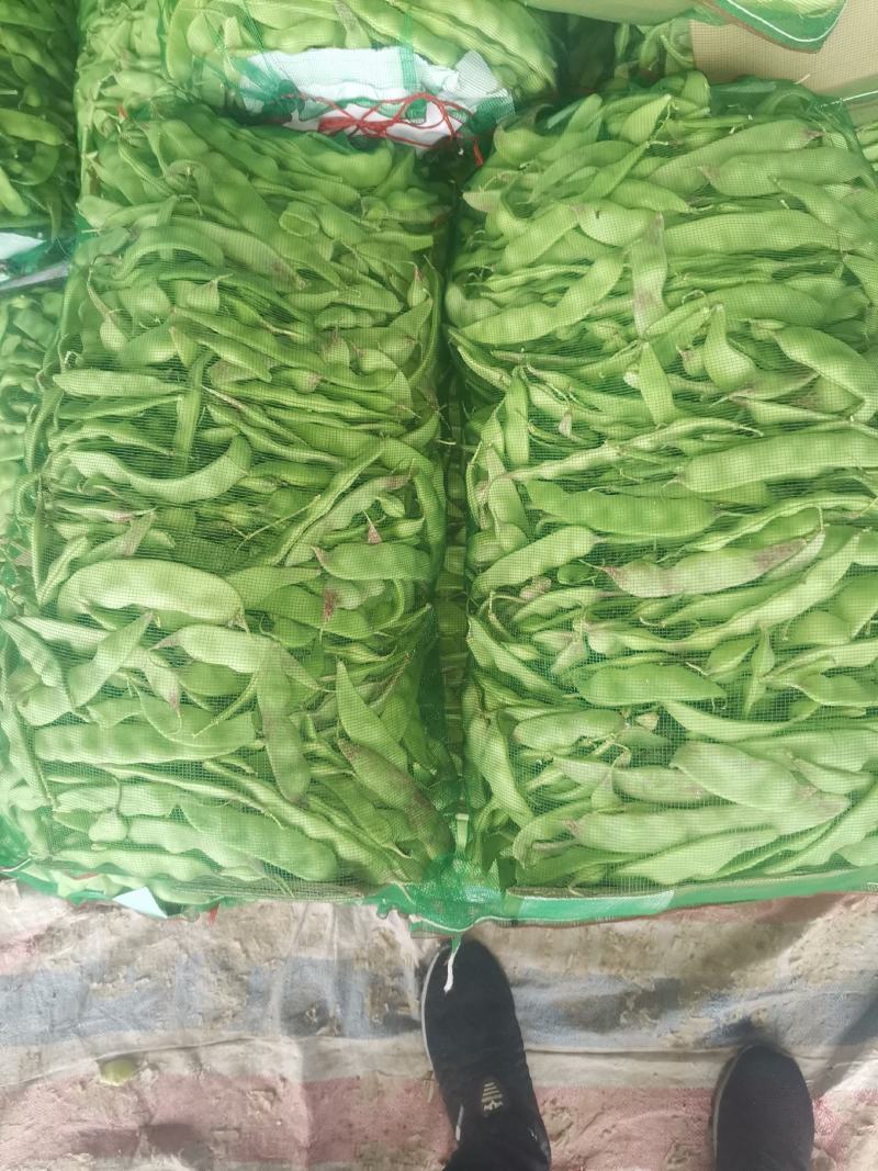 辽宁锦州北镇冷棚油豆一点红，质量杠杠好