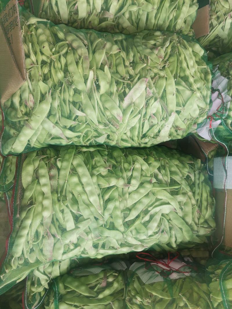 辽宁锦州北镇冷棚油豆一点红，质量杠杠好