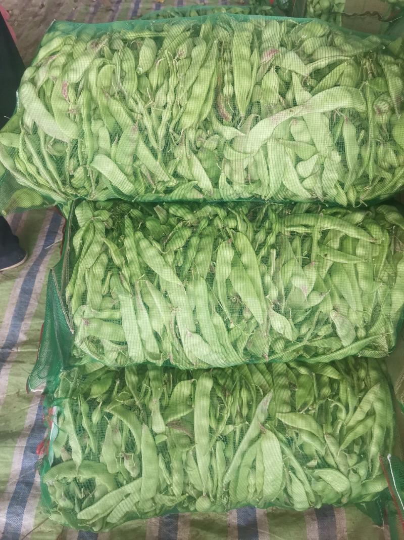 辽宁锦州北镇冷棚油豆一点红，质量杠杠好