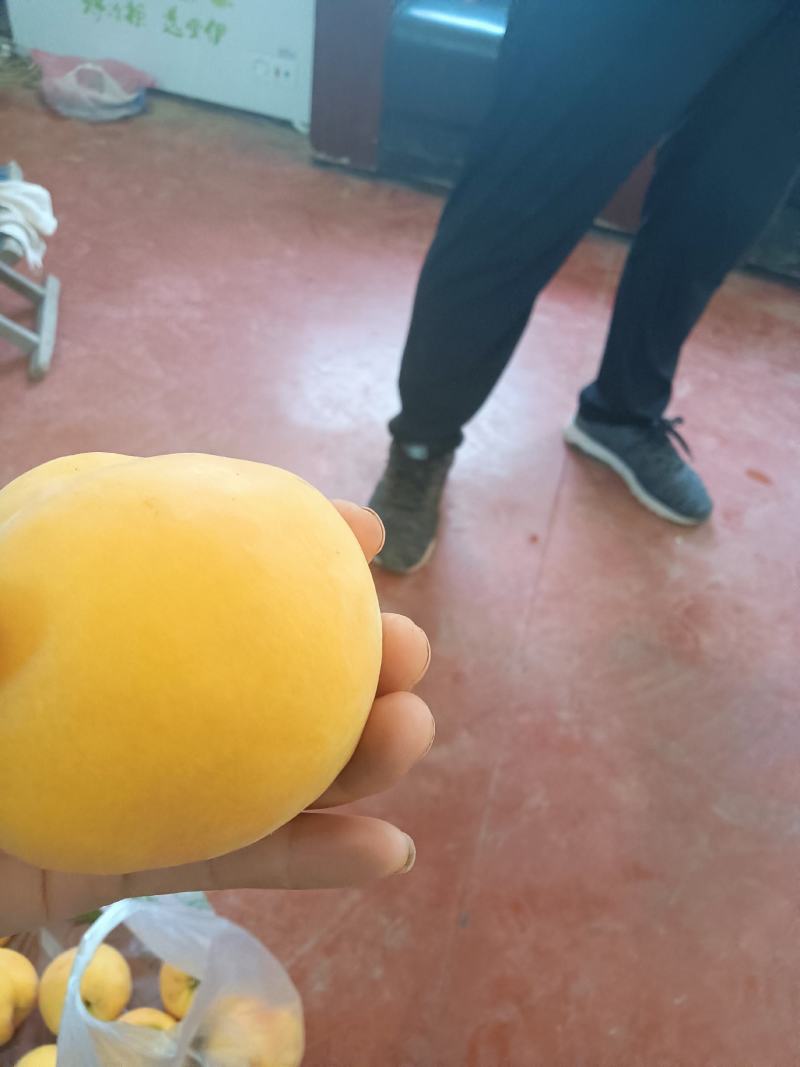 黄桃有货了
