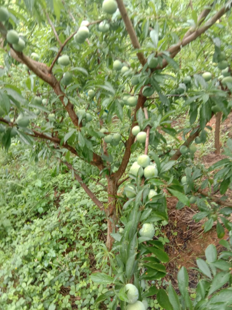 陕西青脆李子晚熟量大从优，一手货源，产地直发