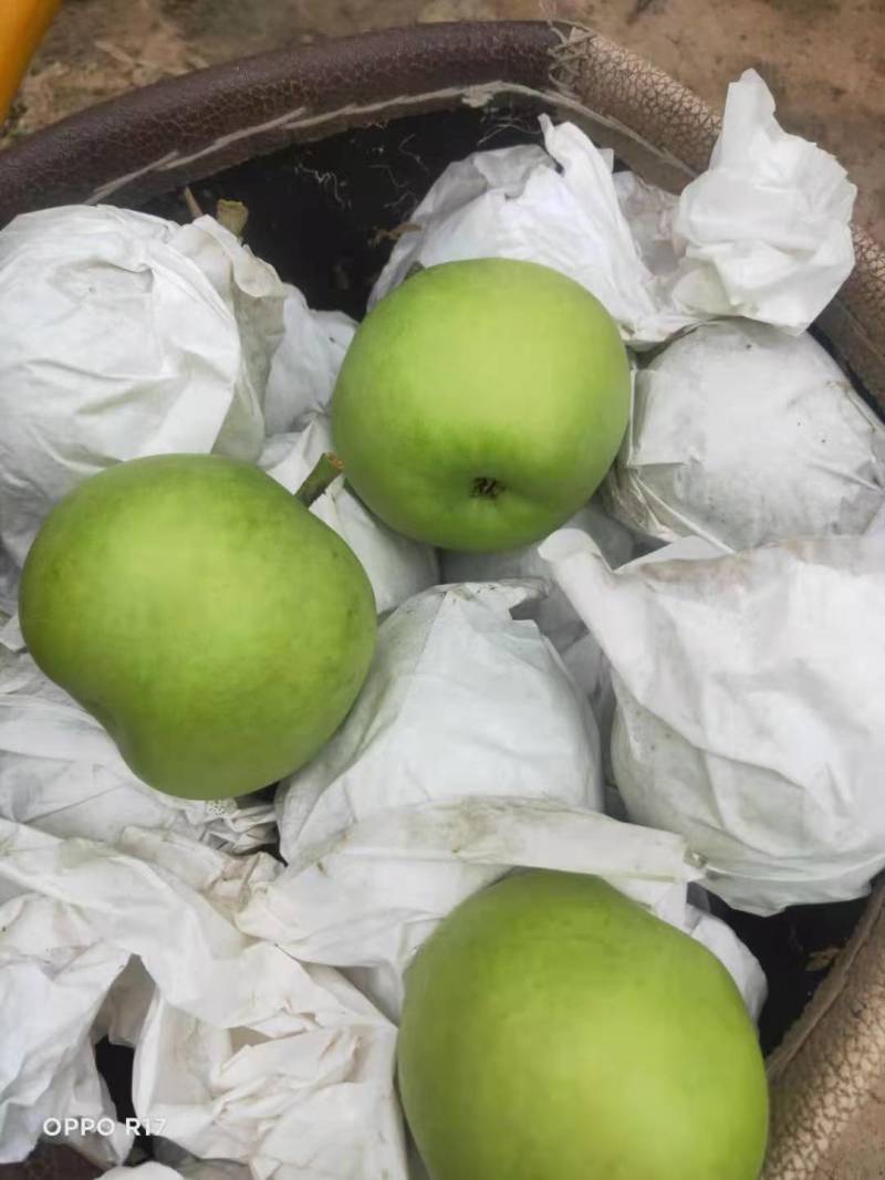 大量绿宝石下树，价格便宜