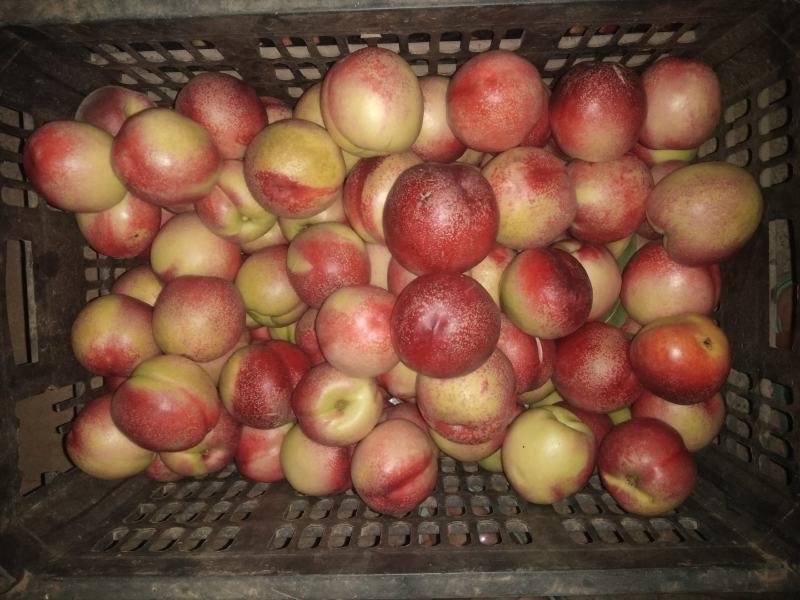 环保的大油桃熟了，脆甜可口，绿色食品