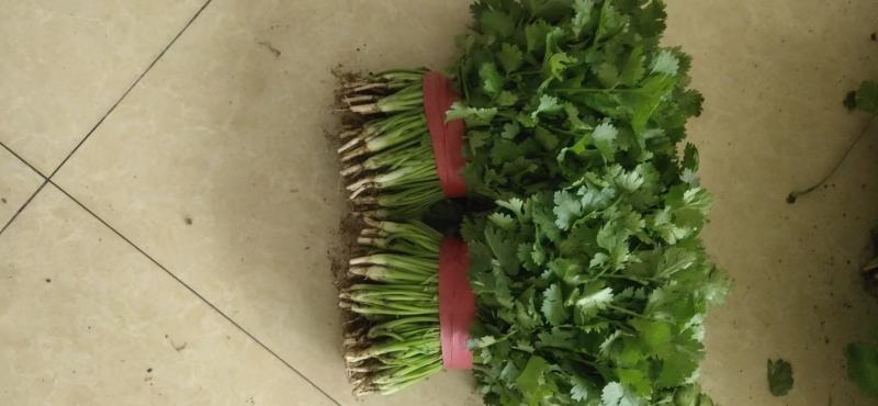 香菜