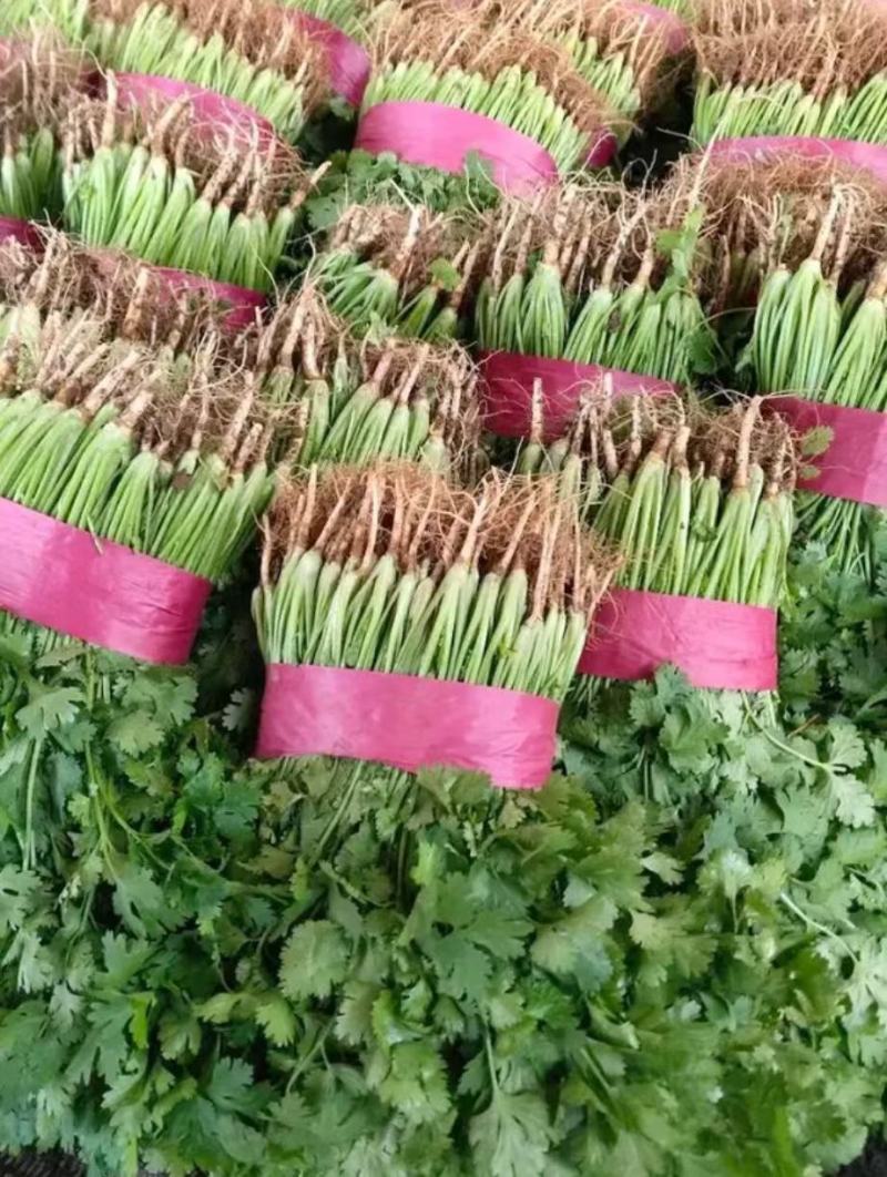 香菜