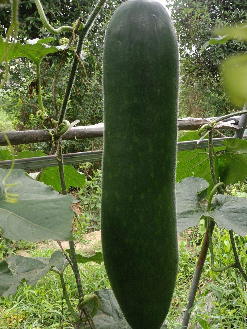 一周后300吨黑皮冬瓜开卖。