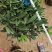 四季茶花四季杜鹃茶四季红山茶