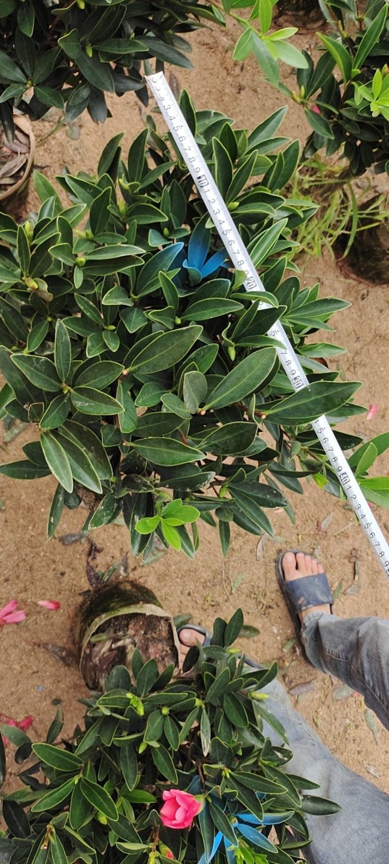 四季茶花四季杜鹃茶四季红山茶