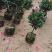 四季茶花四季杜鹃茶四季红山茶