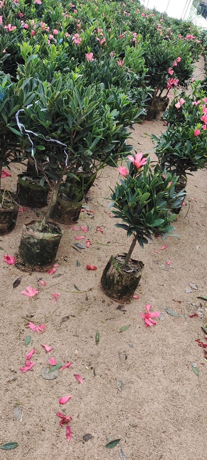 四季茶花四季杜鹃茶四季红山茶