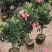 四季茶花四季杜鹃茶四季红山茶