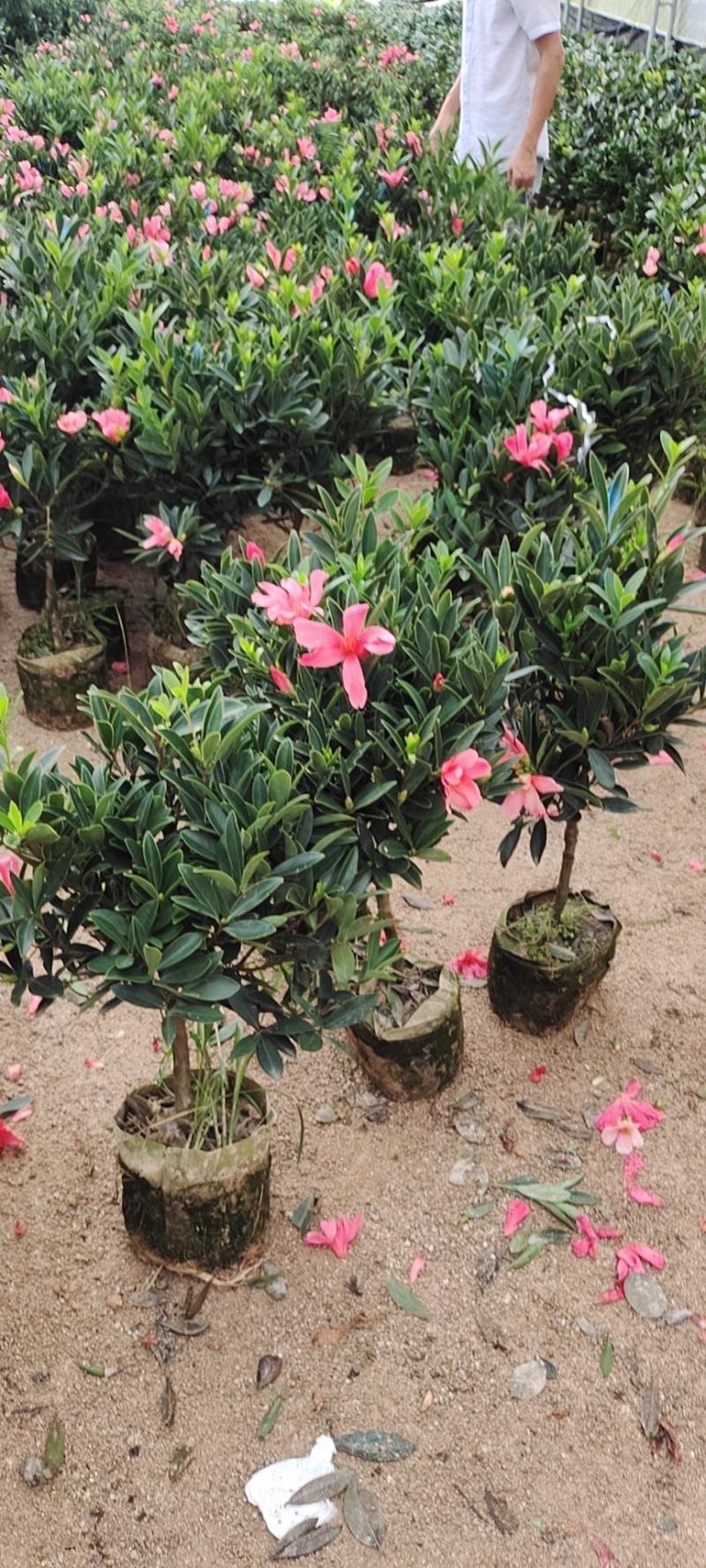 四季茶花四季杜鹃茶四季红山茶