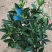 四季茶花四季杜鹃茶四季红山茶