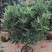 四季茶花四季杜鹃茶四季红山茶