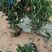 四季茶花四季杜鹃茶四季红山茶