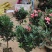 四季茶花四季杜鹃茶四季红山茶
