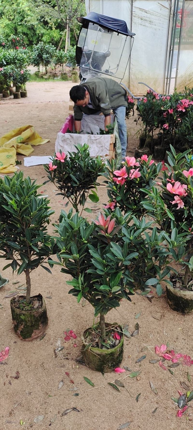 四季茶花四季杜鹃茶四季红山茶