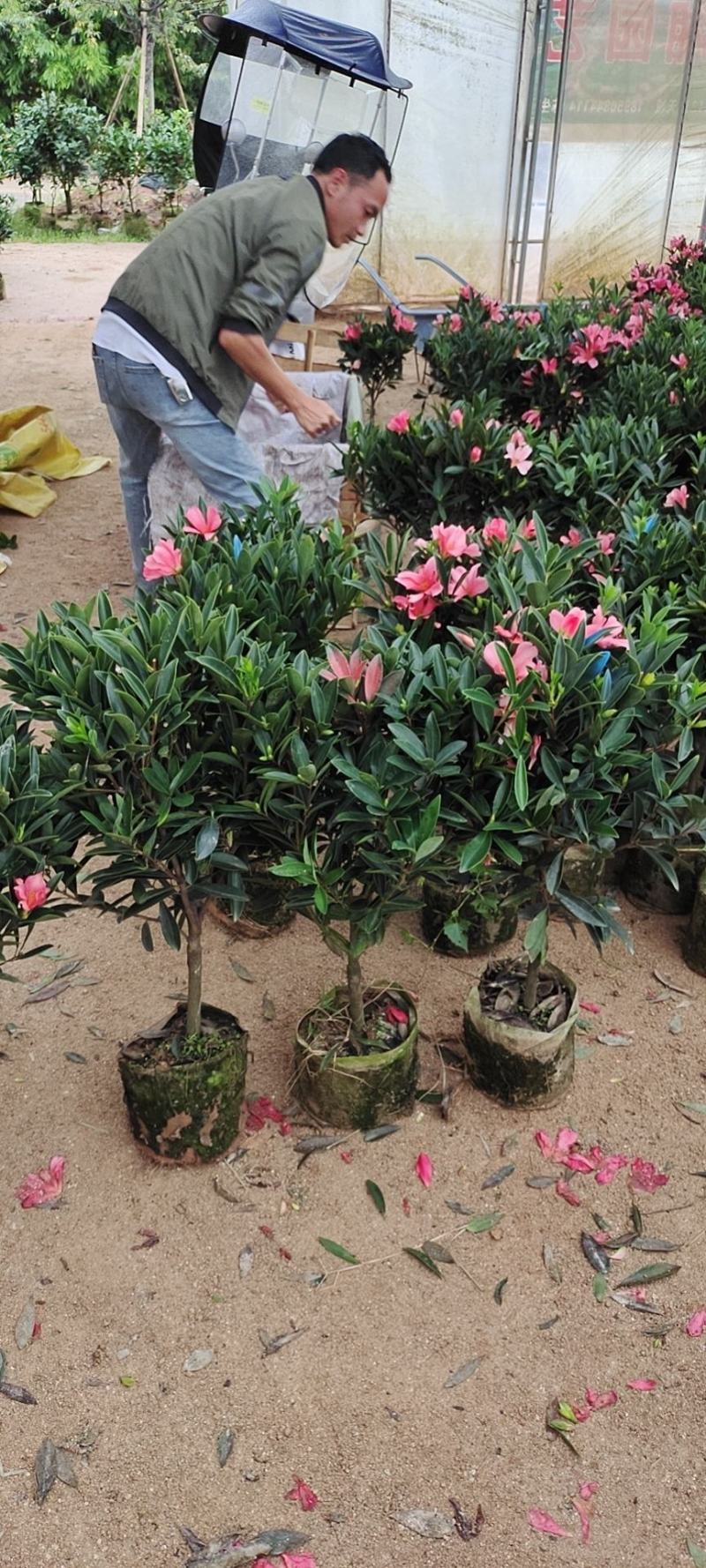 四季茶花四季杜鹃茶四季红山茶