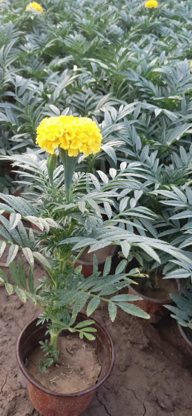 万寿菊