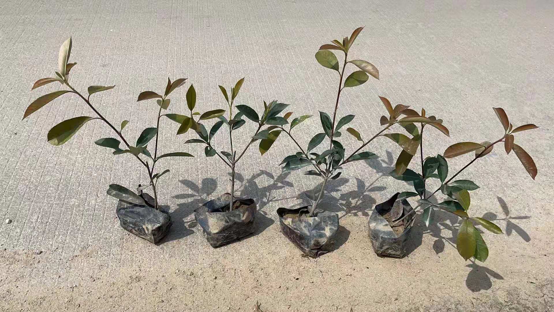 红叶石楠小苗特写