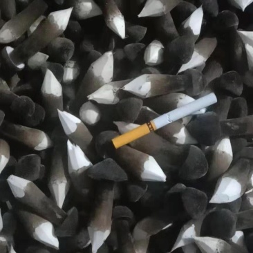 黑皮鸡枞