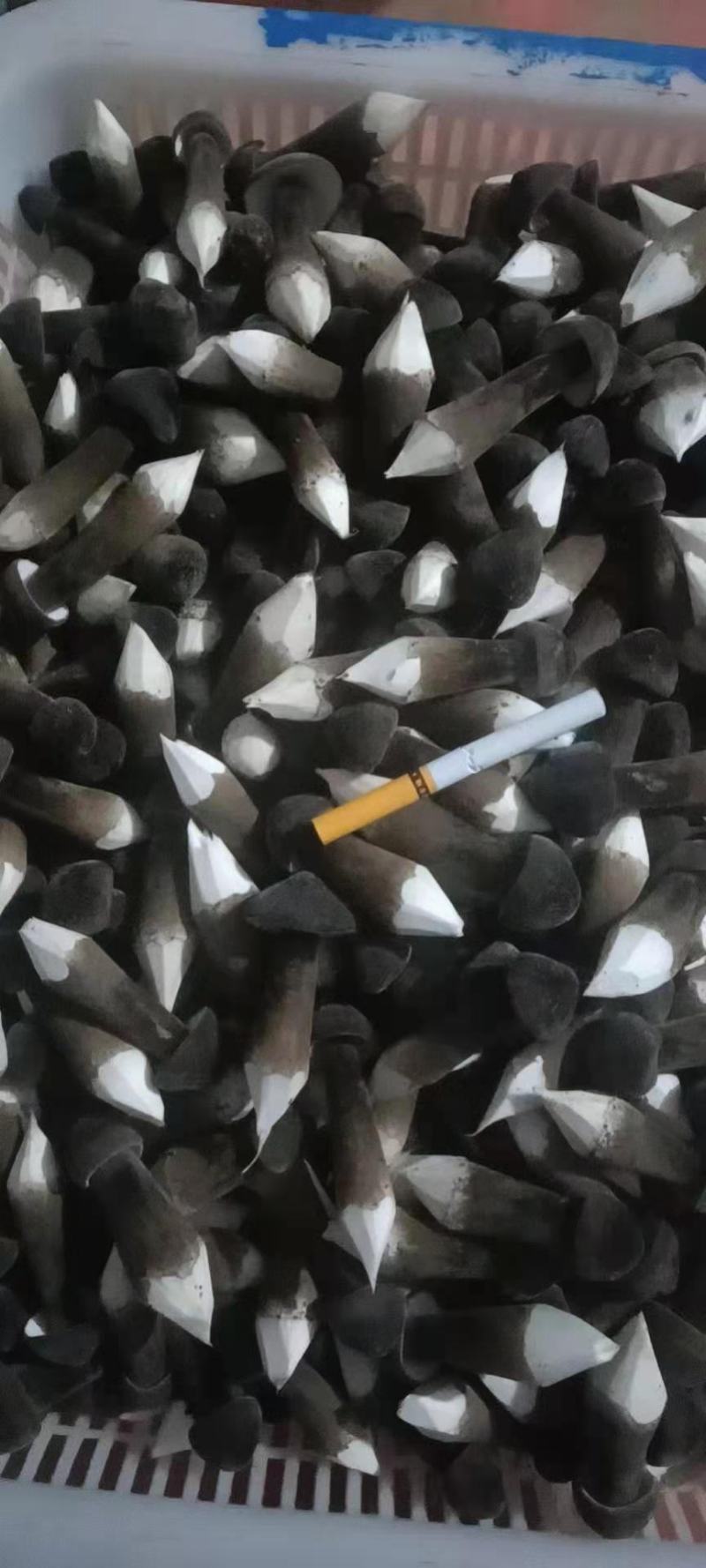黑皮鸡枞