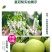 青皇冠梨，赵县主产区质量保证供超市大型商场量大从优