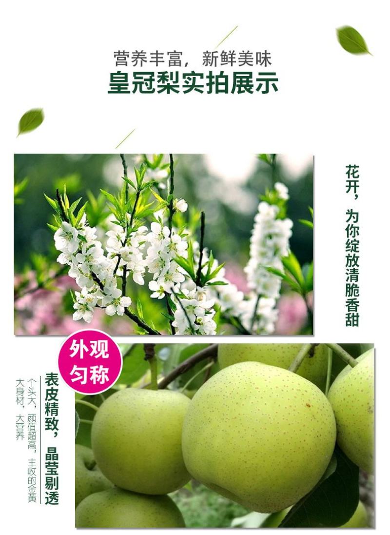 青皇冠梨，赵县主产区质量保证供超市大型商场量大从优
