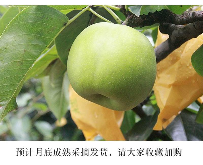 青皇冠梨，赵县主产区质量保证供超市大型商场量大从优
