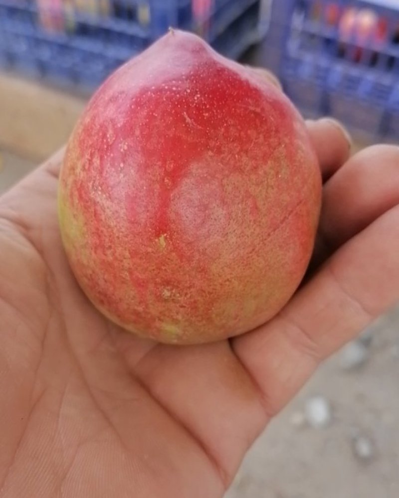 自家油桃品种好，味道甜！