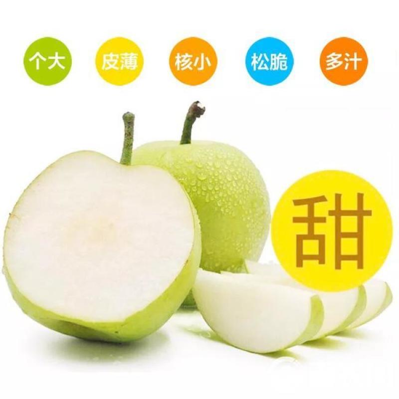 青皇冠梨，赵县主产区质量保证供超市大型商场量大从优