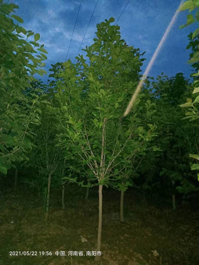 红.黄.白.紫玉兰基地