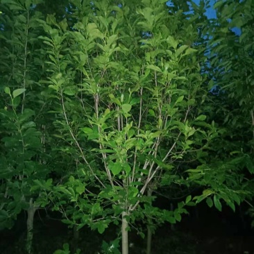 红.黄.白.紫玉兰基地