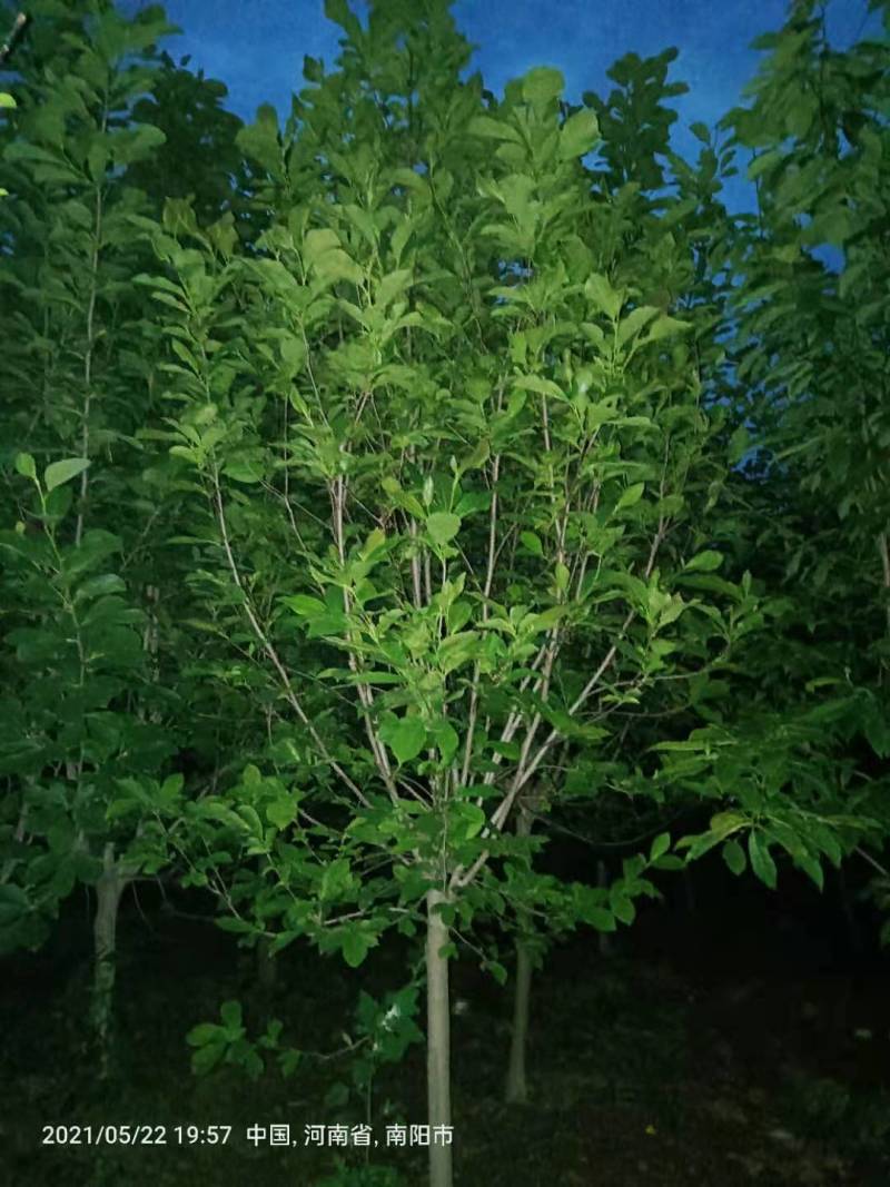 红.黄.白.紫玉兰基地