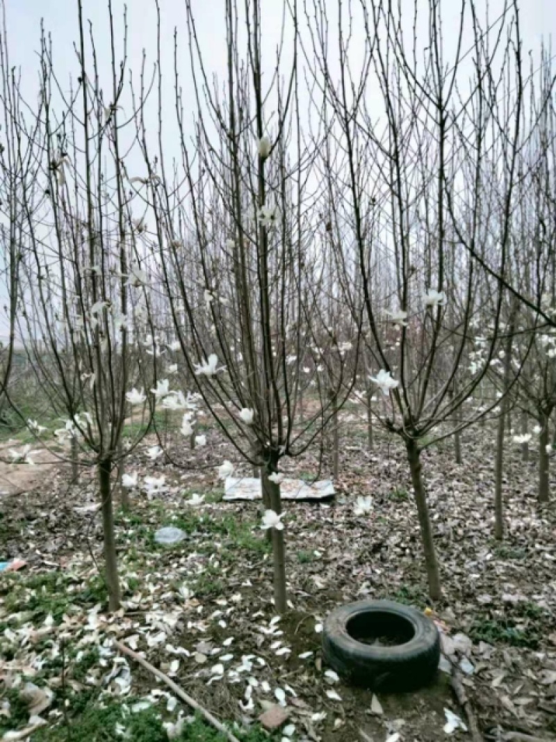 红.黄.白.紫玉兰基地