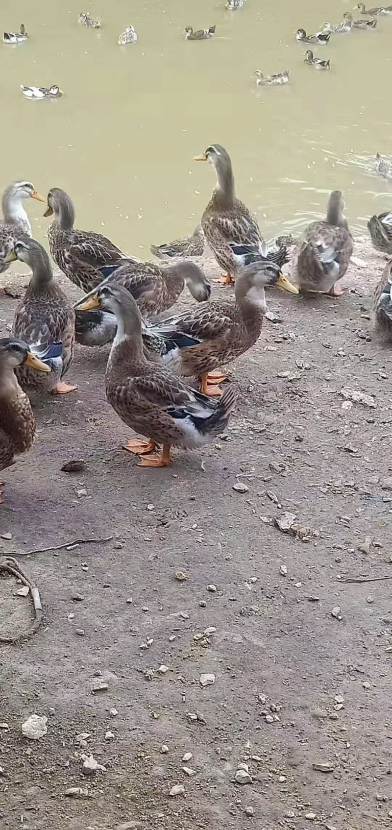 麻鸭