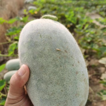 东瓜