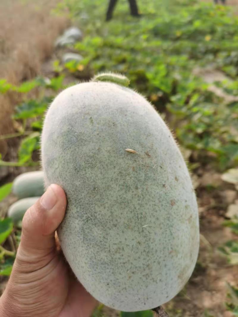 东瓜