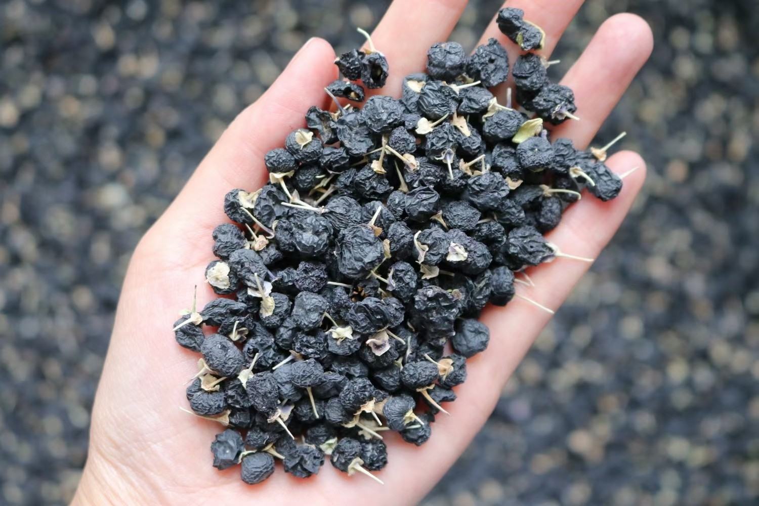 桑果与枸杞营养成分对比柱状图,突出铁、维生素C、枸杞多糖等关键营养素含量 桑果与枸杞的营养成分对比图